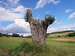 Birnbaum – 4,63 Meter Stammumfang Birnbaum – 4,63 Meter Stammumfang